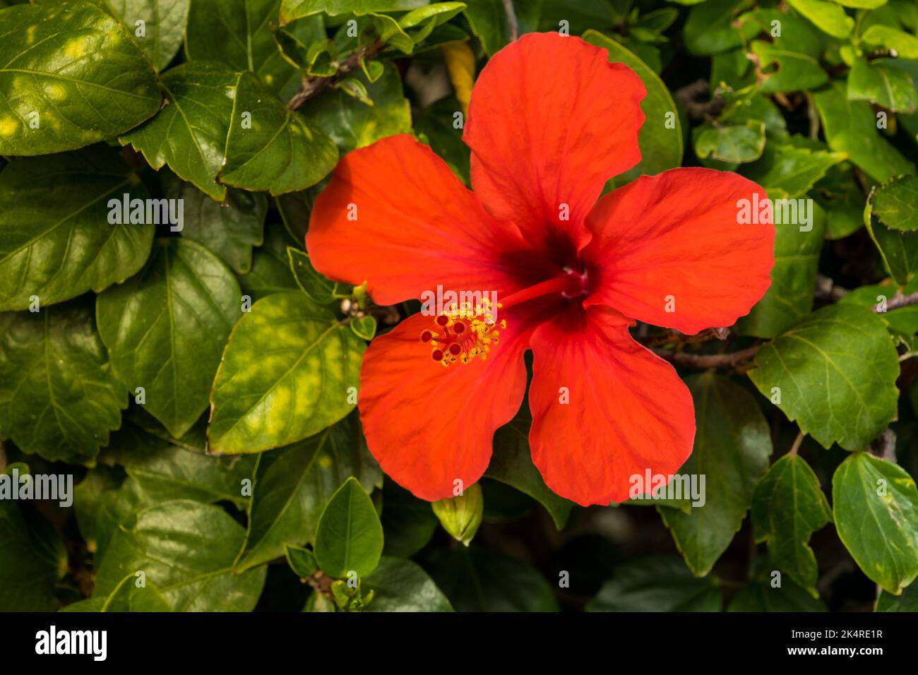 A bright red flower of hibiskus is against the background of green leaves. Chinese hibiscus rose Stock Photo
