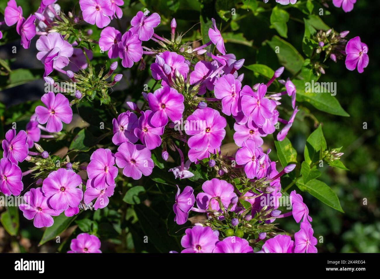 Abstract texture background of deep pink color marsh phlox blossoms (phlox glaberrima) blooming in a sunny butterfly garden Stock Photo