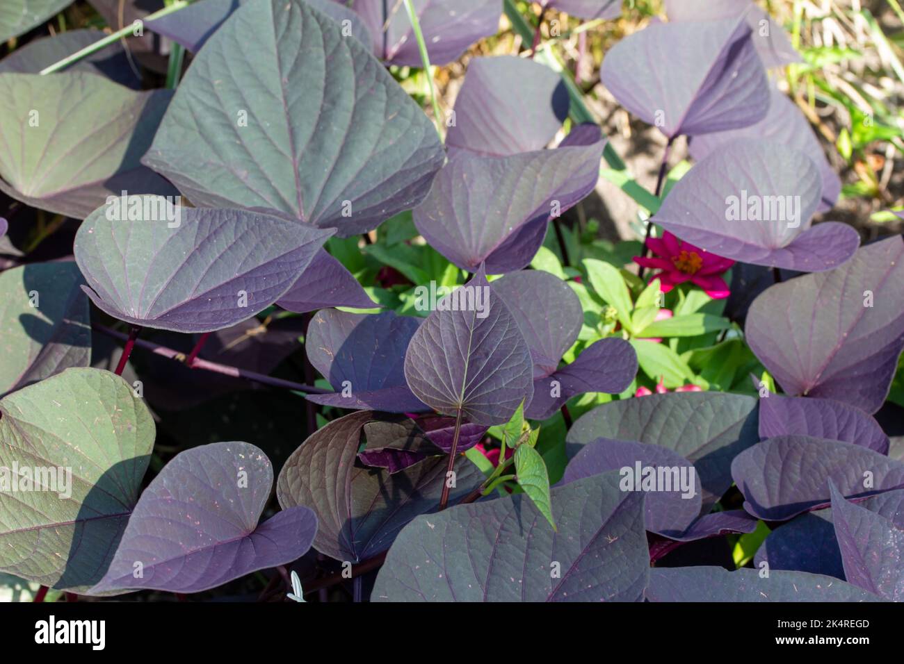 Full frame abstract texture background of a black heart ipomoea plant with dark purple leaves in a sunny butterfly garden Stock Photo