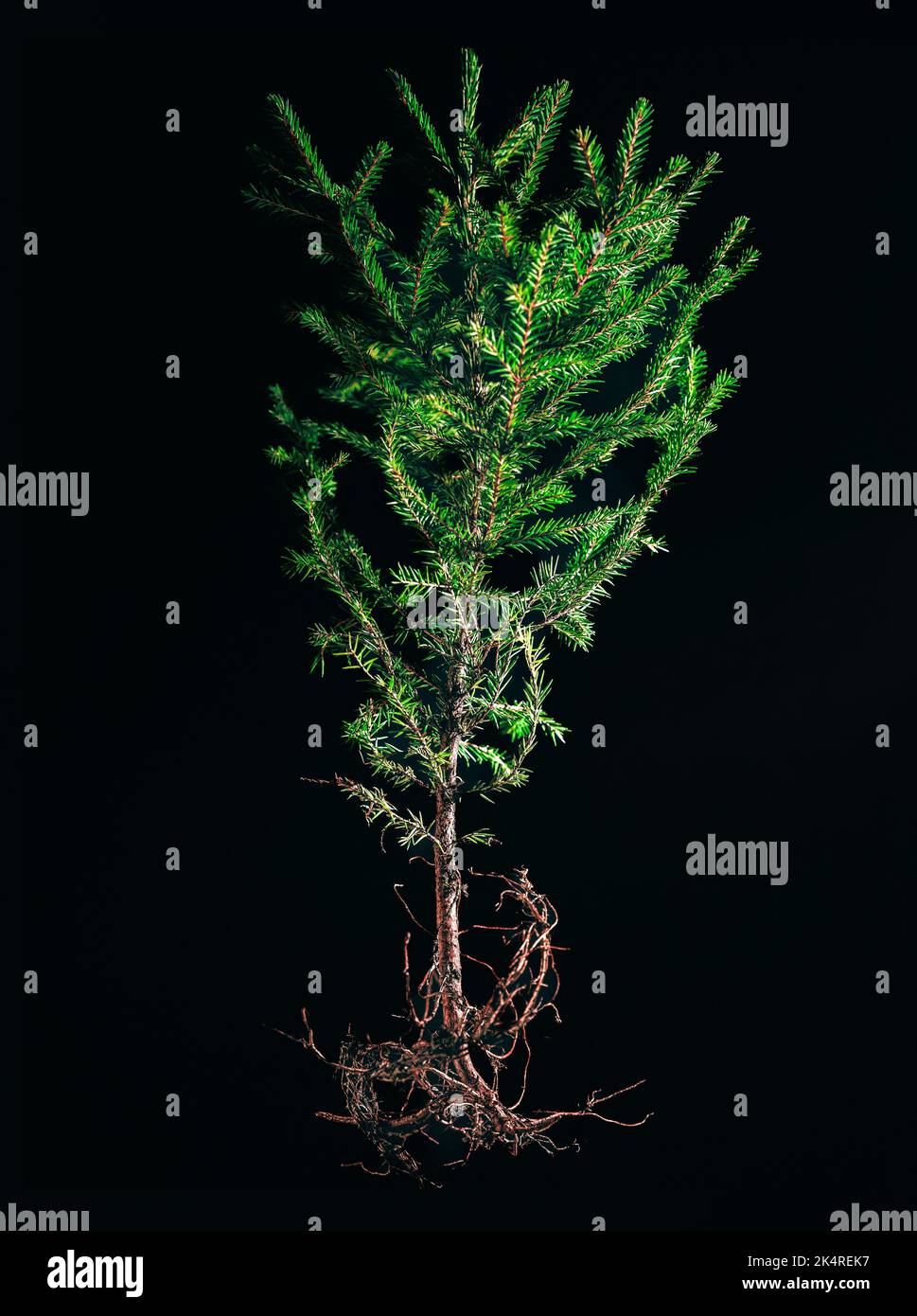 An isolated shot of an uprooted young fir tree on a black background Stock Photo