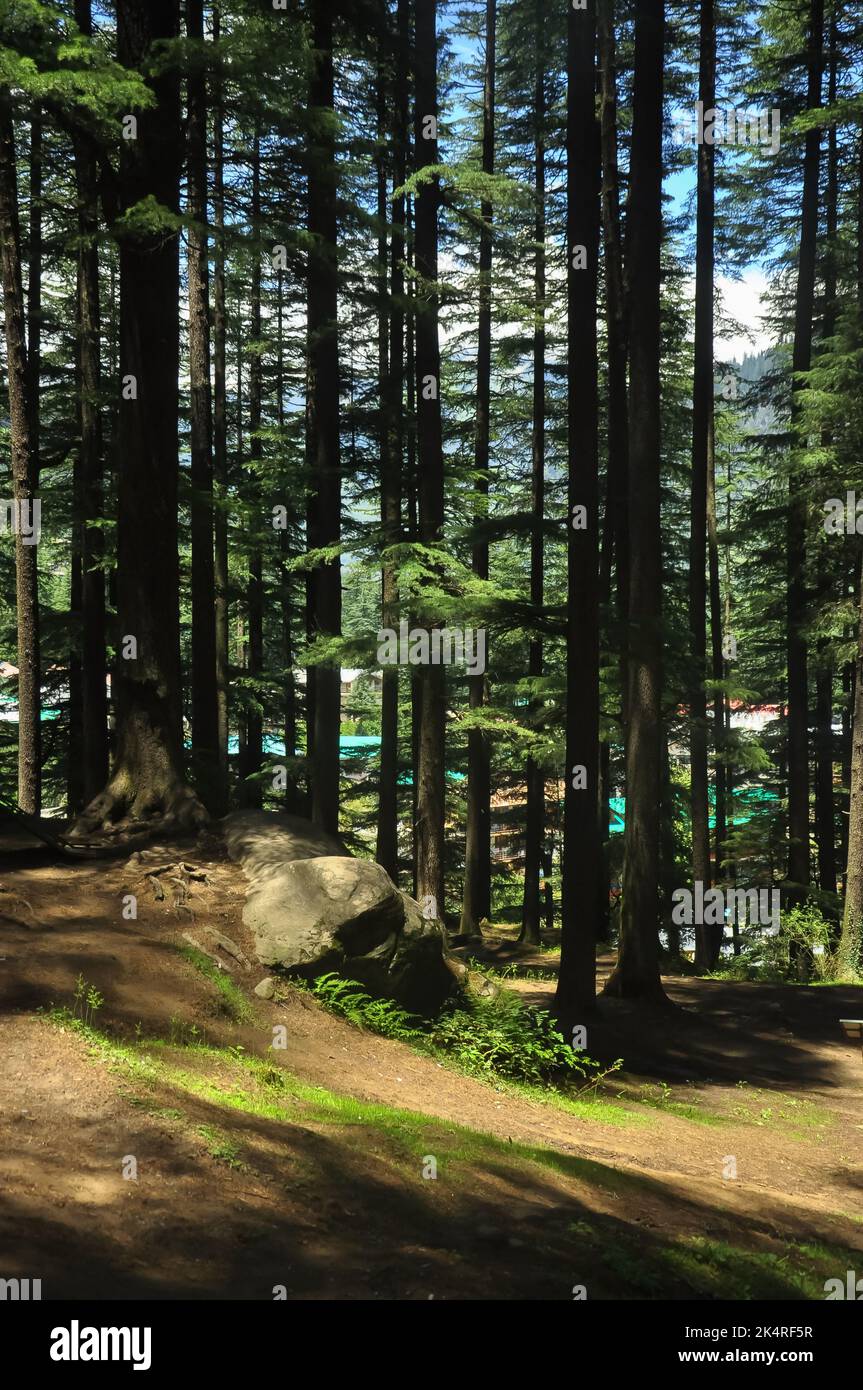 Deodar cedar trees in Van Vihar National Park in Manali, Himachal Pradesh, India Stock Photo