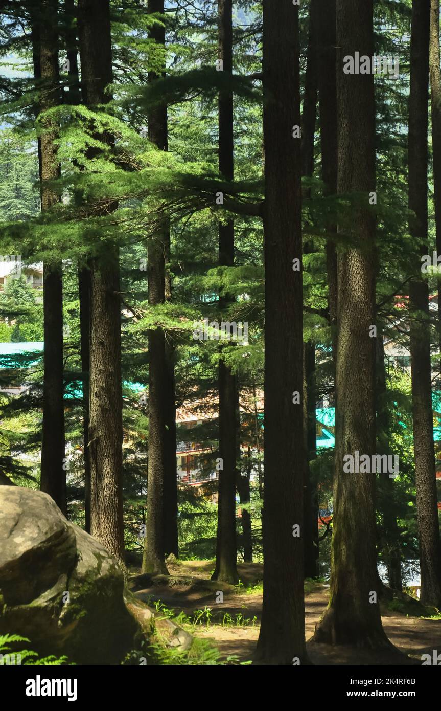 Deodar cedar trees in Van Vihar National Park in Manali, Himachal Pradesh, India Stock Photo