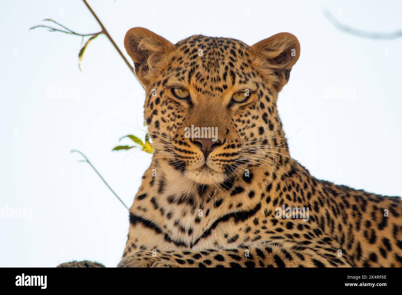 Leopard rests in a tree overlooking the African savannah Stock Photo ...