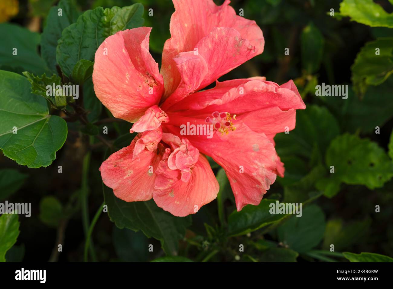 Beautiful hibiscus flower on a green background. In the tropical garden