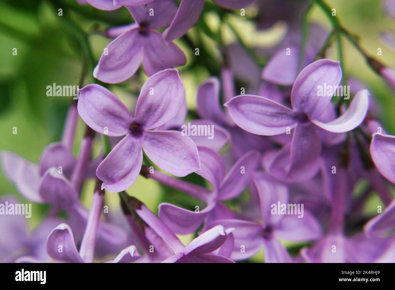 Persian lilac (Syringa persica) lilac flowers close up Stock Photo Alamy