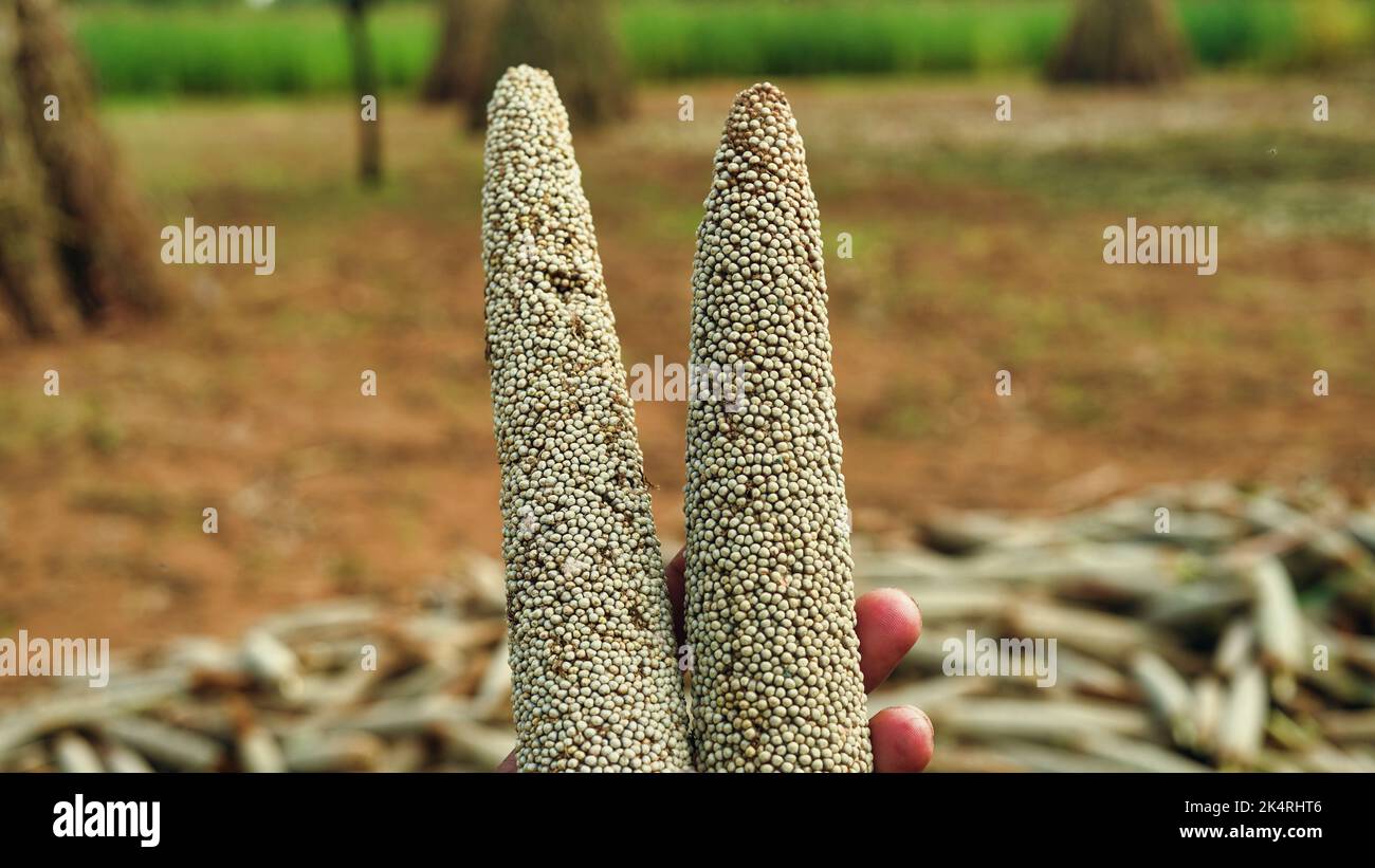 Bajra or Pearl millet buds in the field, Rajasthan, India. unidentified person with two pearl millet buds. Stock Photo