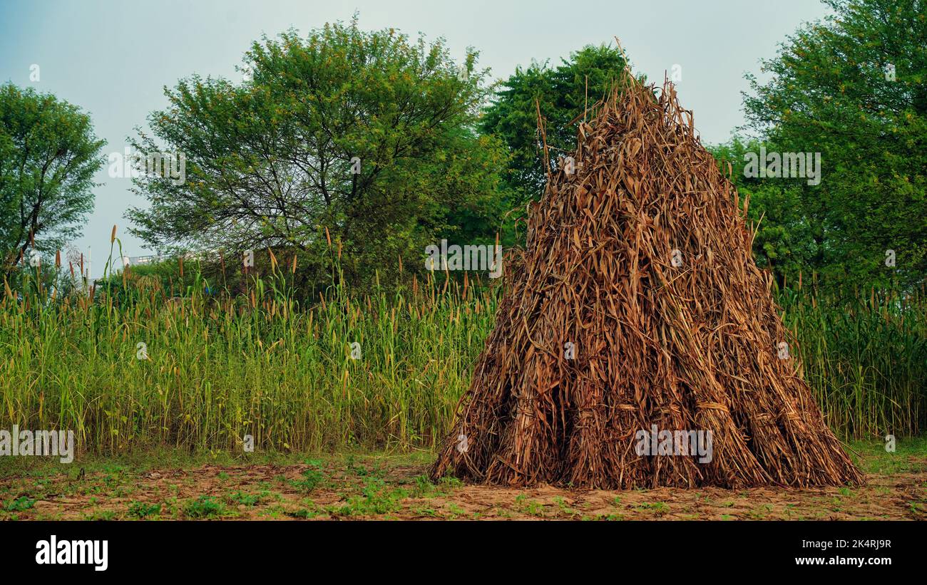 Straw from the pearl millet plant. After harvest farmers will use it as