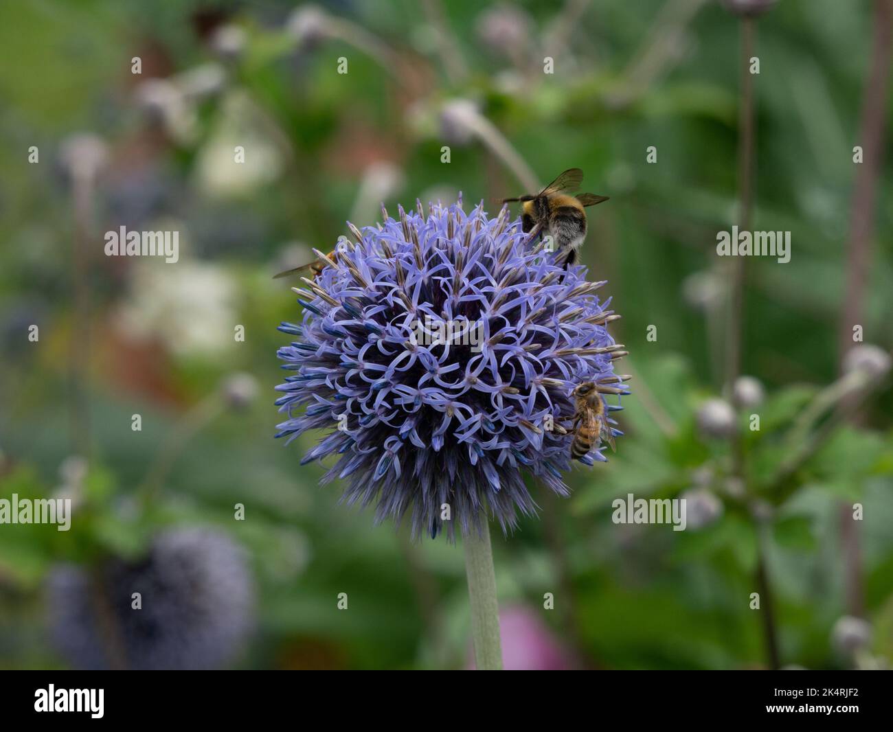 Purple flower with bee and bumblebee on Stock Photo - Alamy
