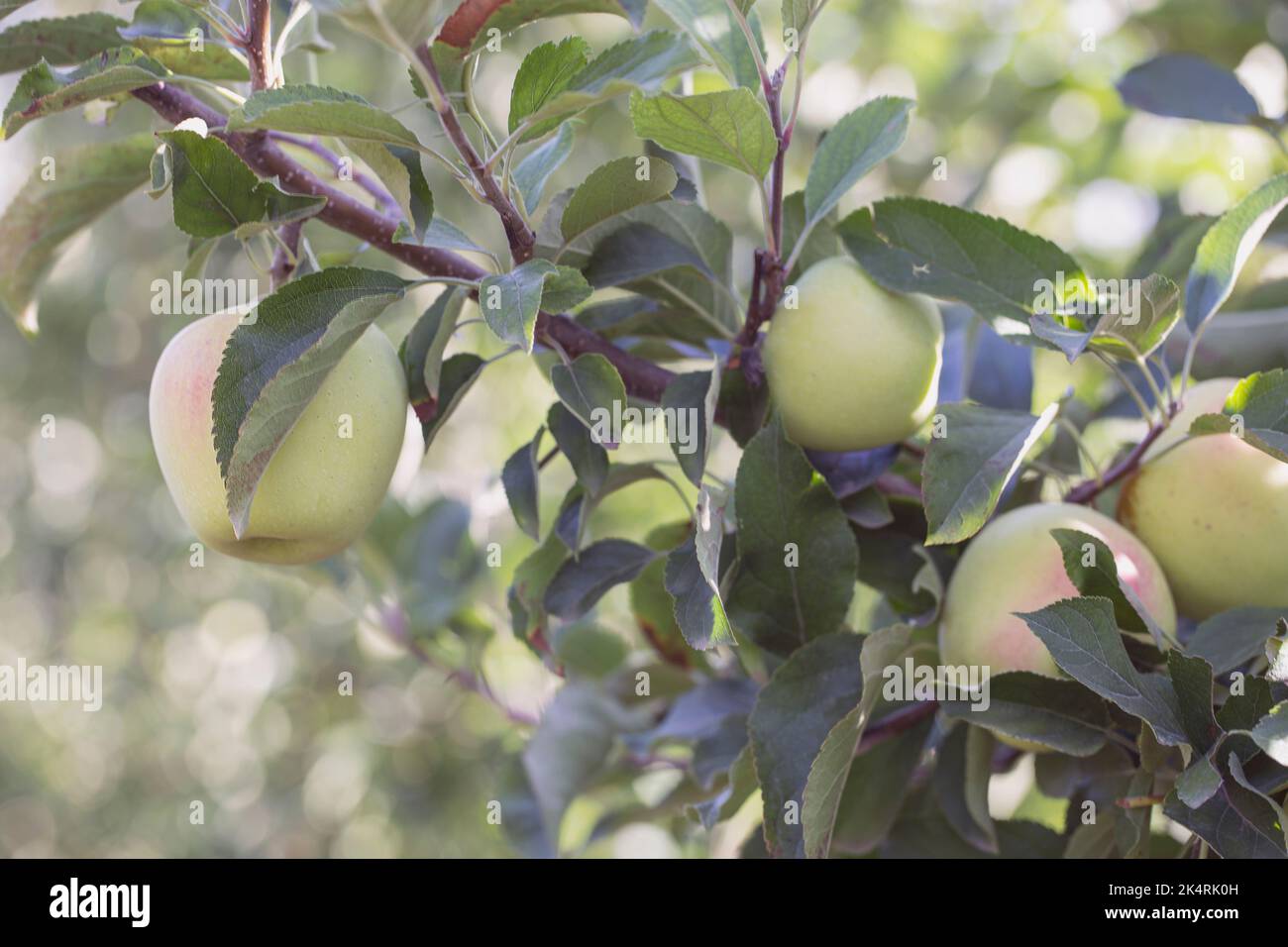 Apple orchard with ripe fruits. Sunlight on the trees, Large apples are delicious and juicy, ready to eat Stock Photo