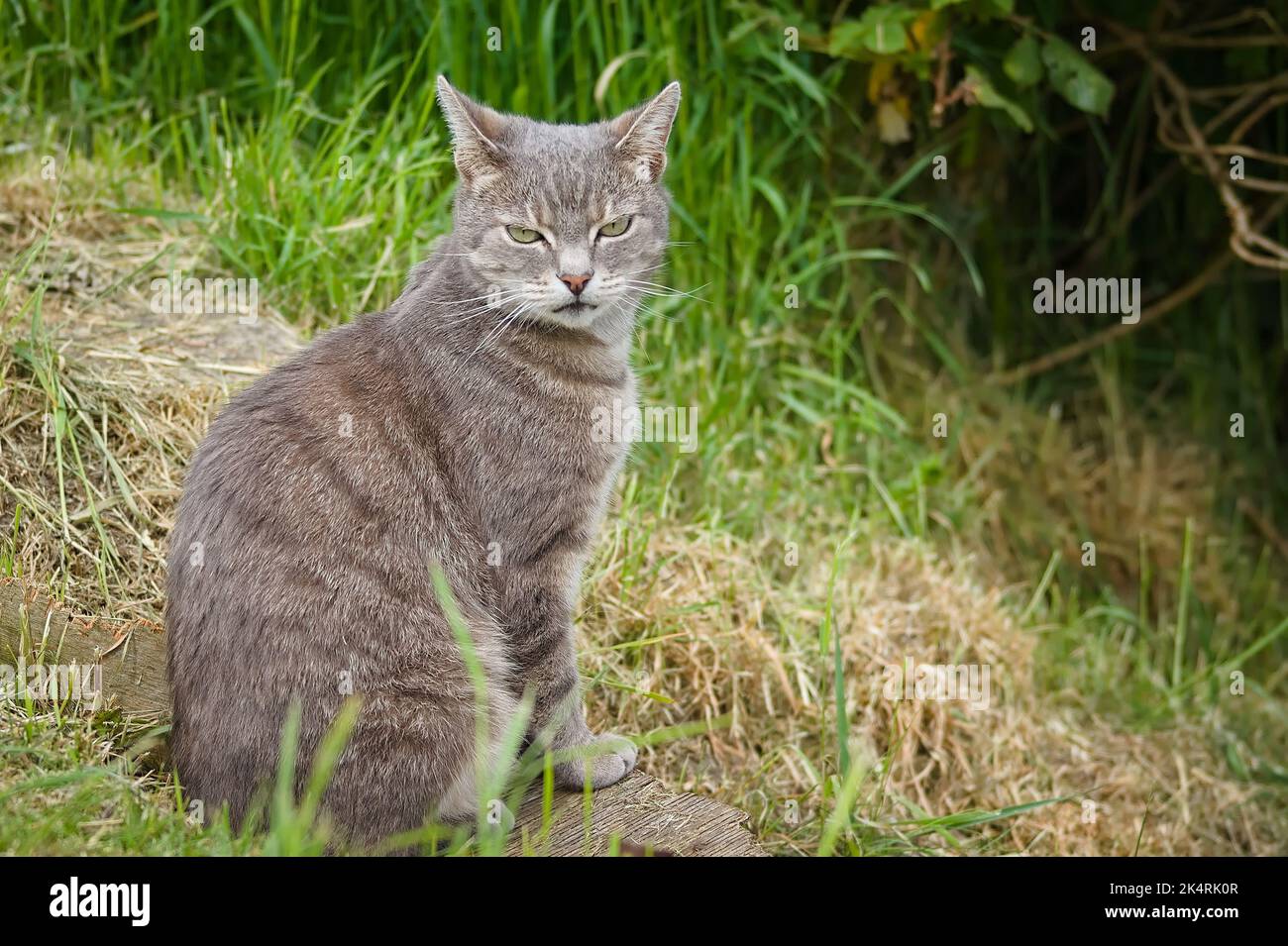 Shorthaired tabby cat sitting in the long grass Stock Photo