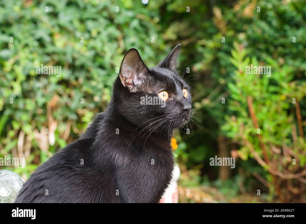 Beautiful black cat close up hi-res stock photography and images - Alamy