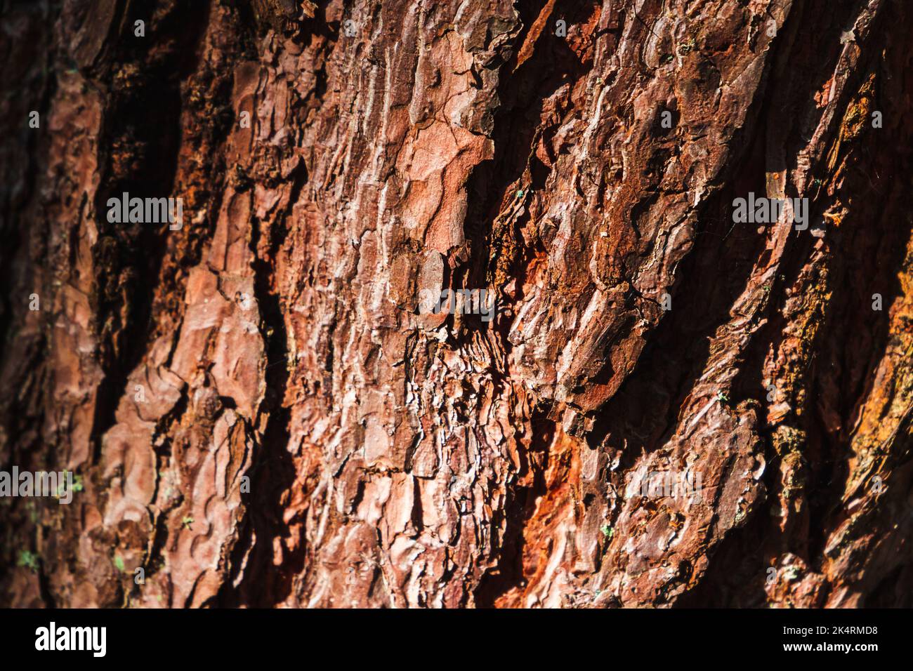 Macro photo of pine tree bark, natural background texture Stock Photo