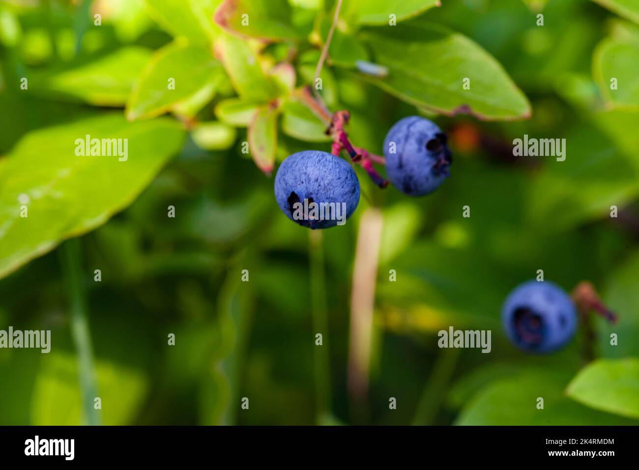 Macro photo of blueberries growing in a forest on a summer day Stock Photo