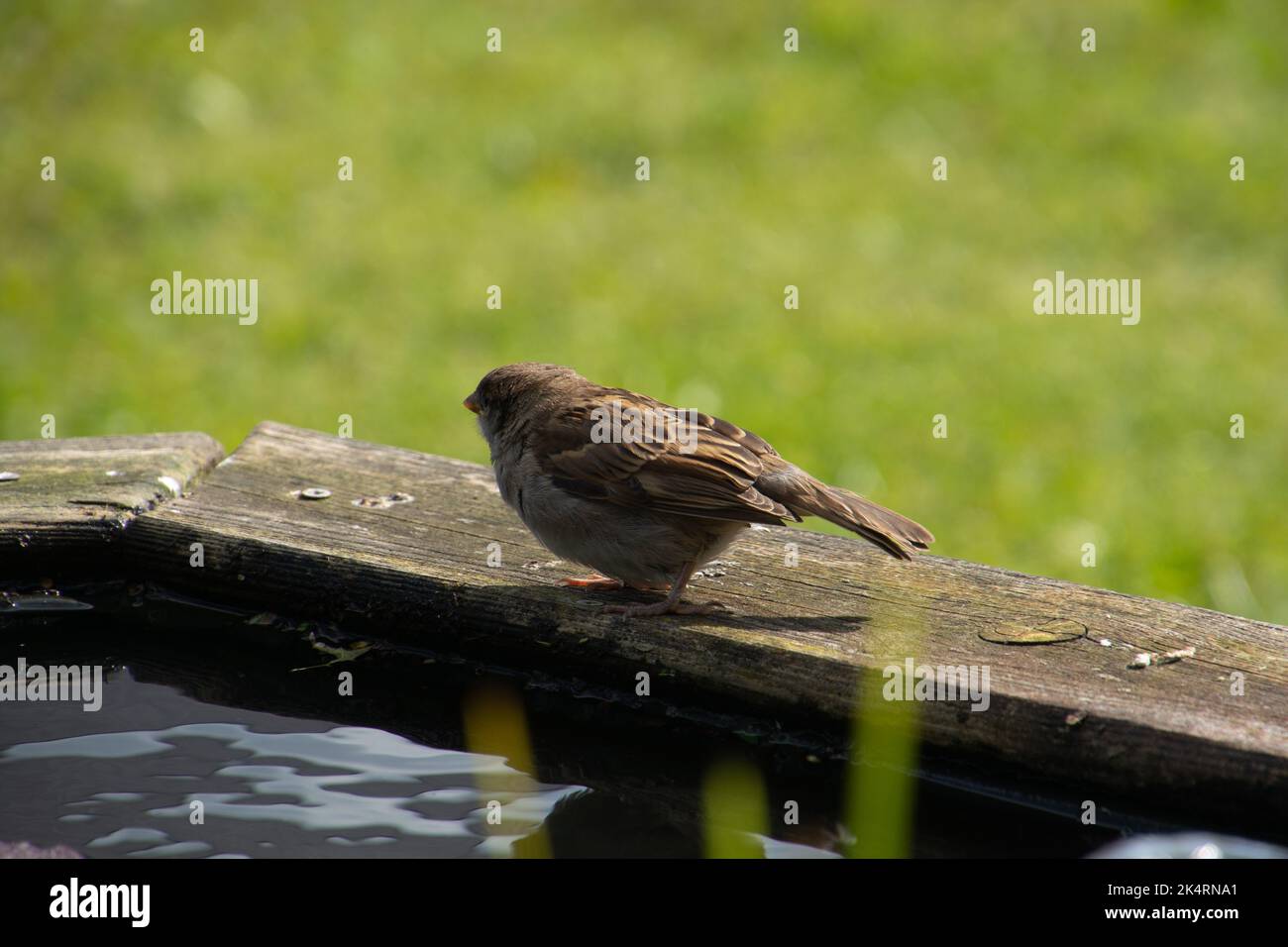Fully grown wildlife hi-res stock photography and images - Alamy