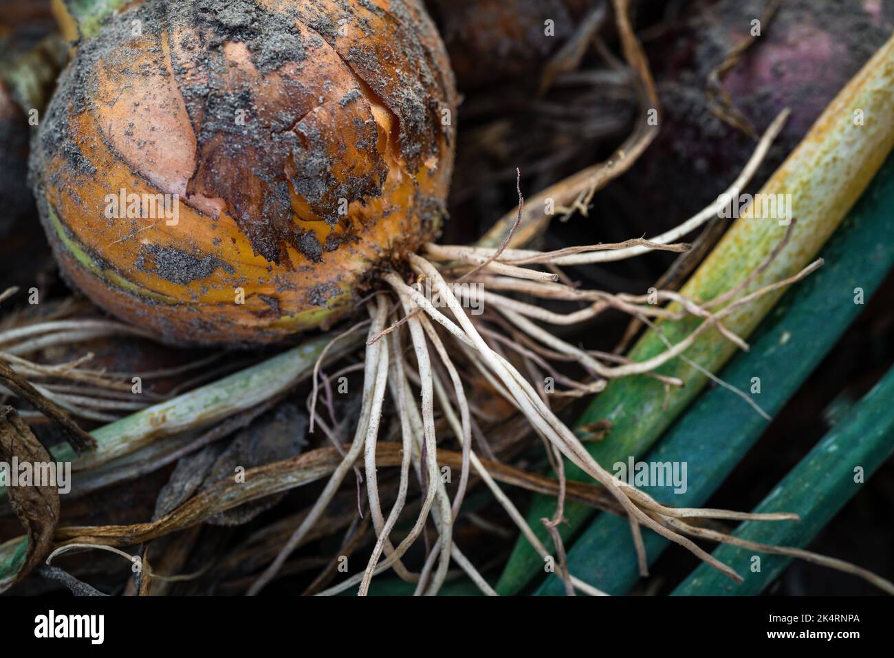 Onion plants in autumn time, close up Stock Photo - Alamy