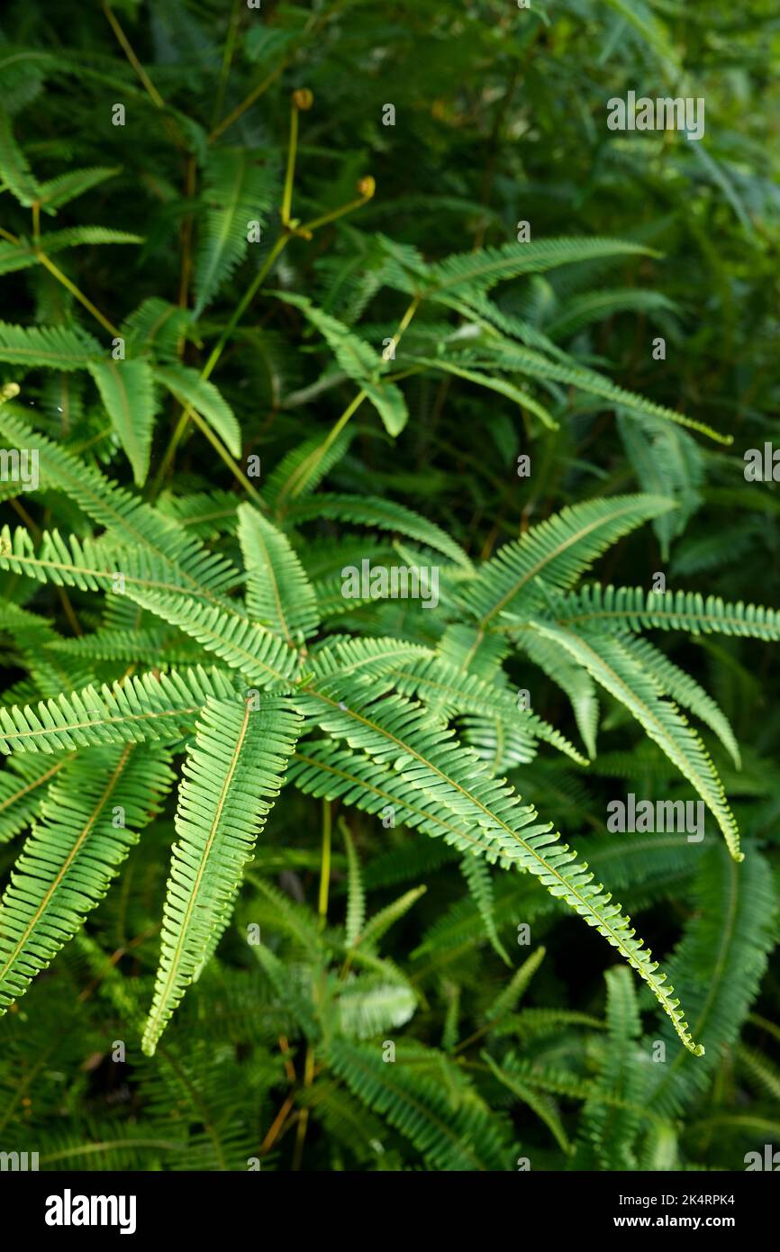 Ferns in tropical forest Stock Photo