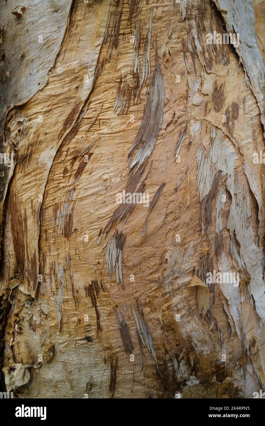 detail of bark on tree trunk Stock Photo