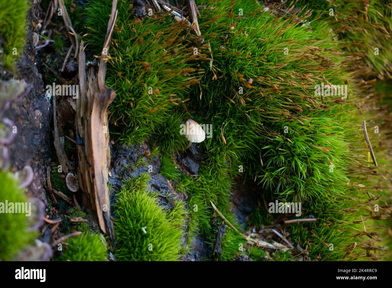 Tiny mushroom growing in the moss Stock Photo