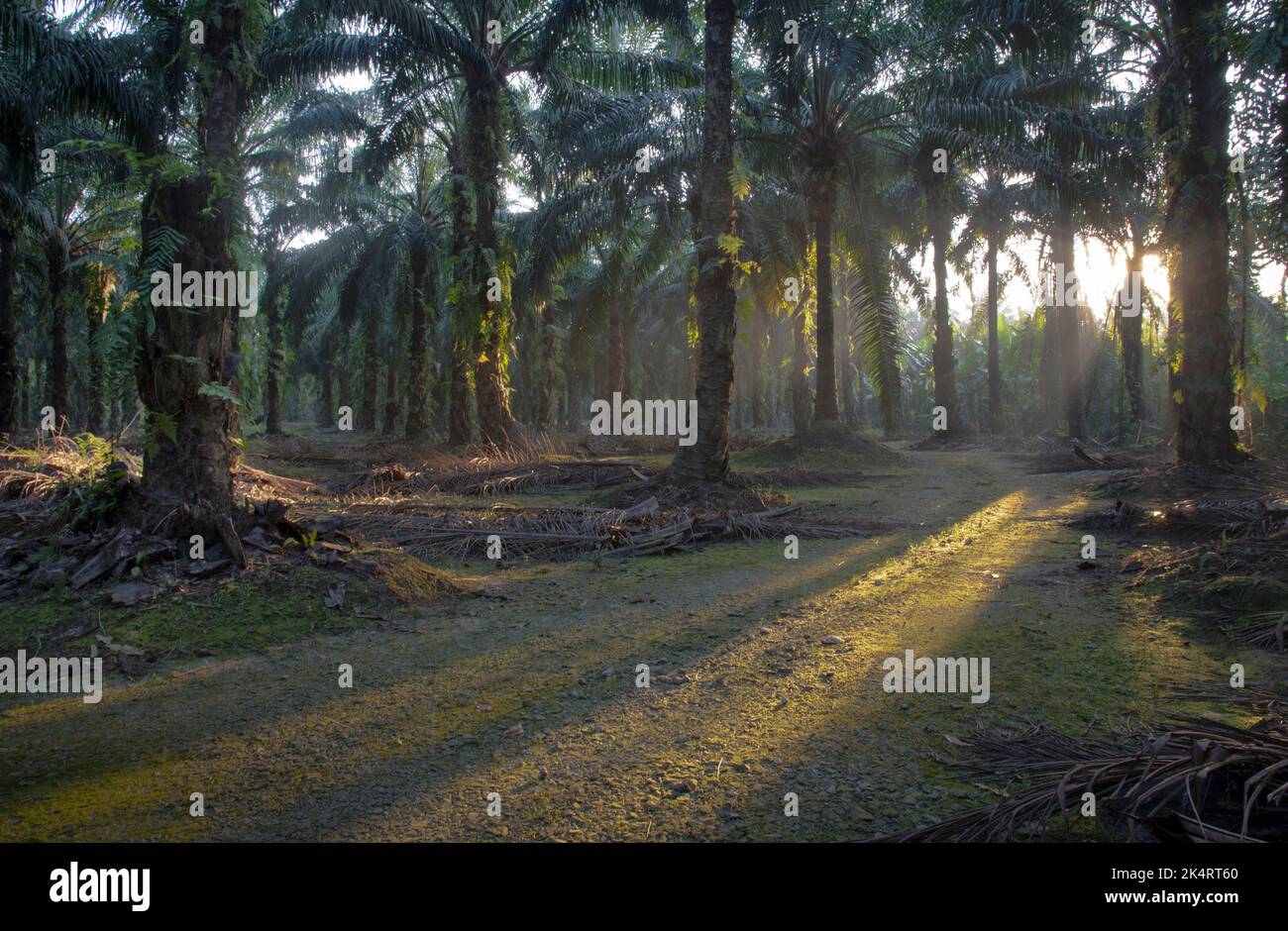 morning sun rays penetrating into the plantation through the palm branches. Stock Photo