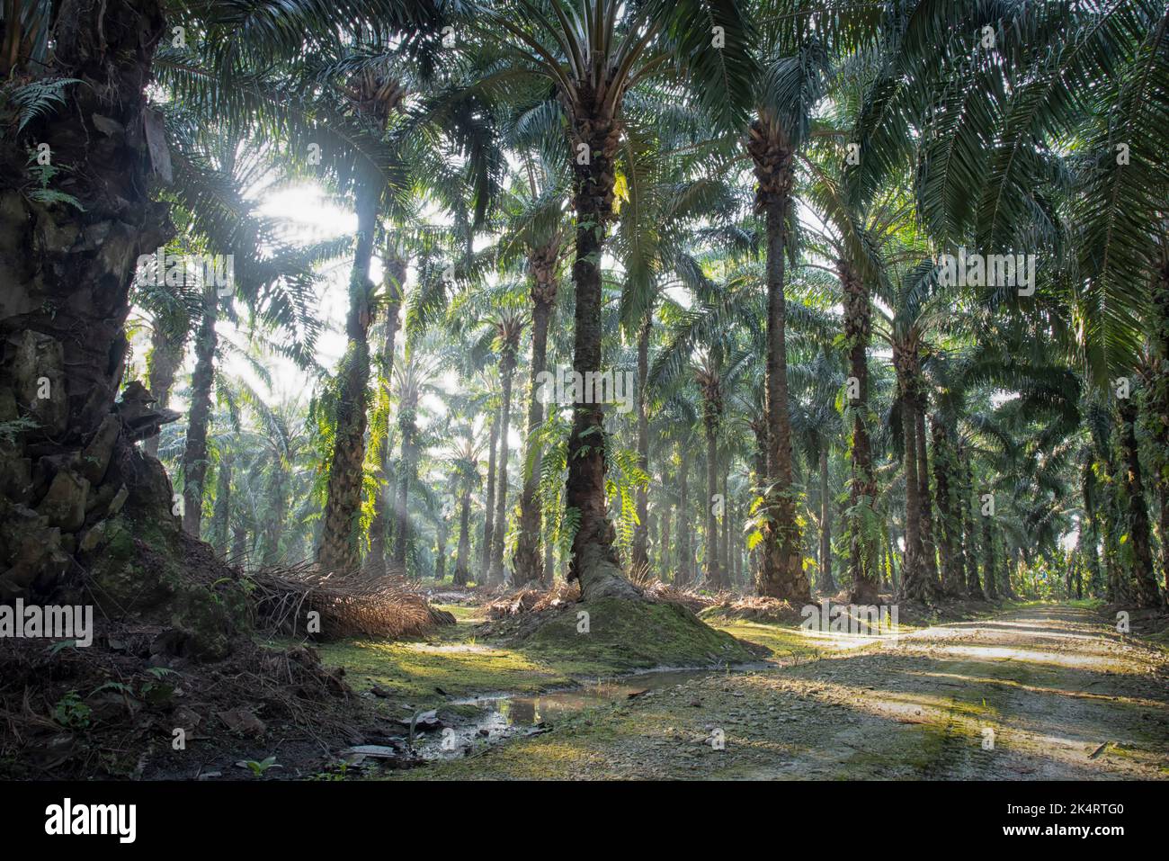 morning sun rays penetrating into the plantation through the palm branches. Stock Photo