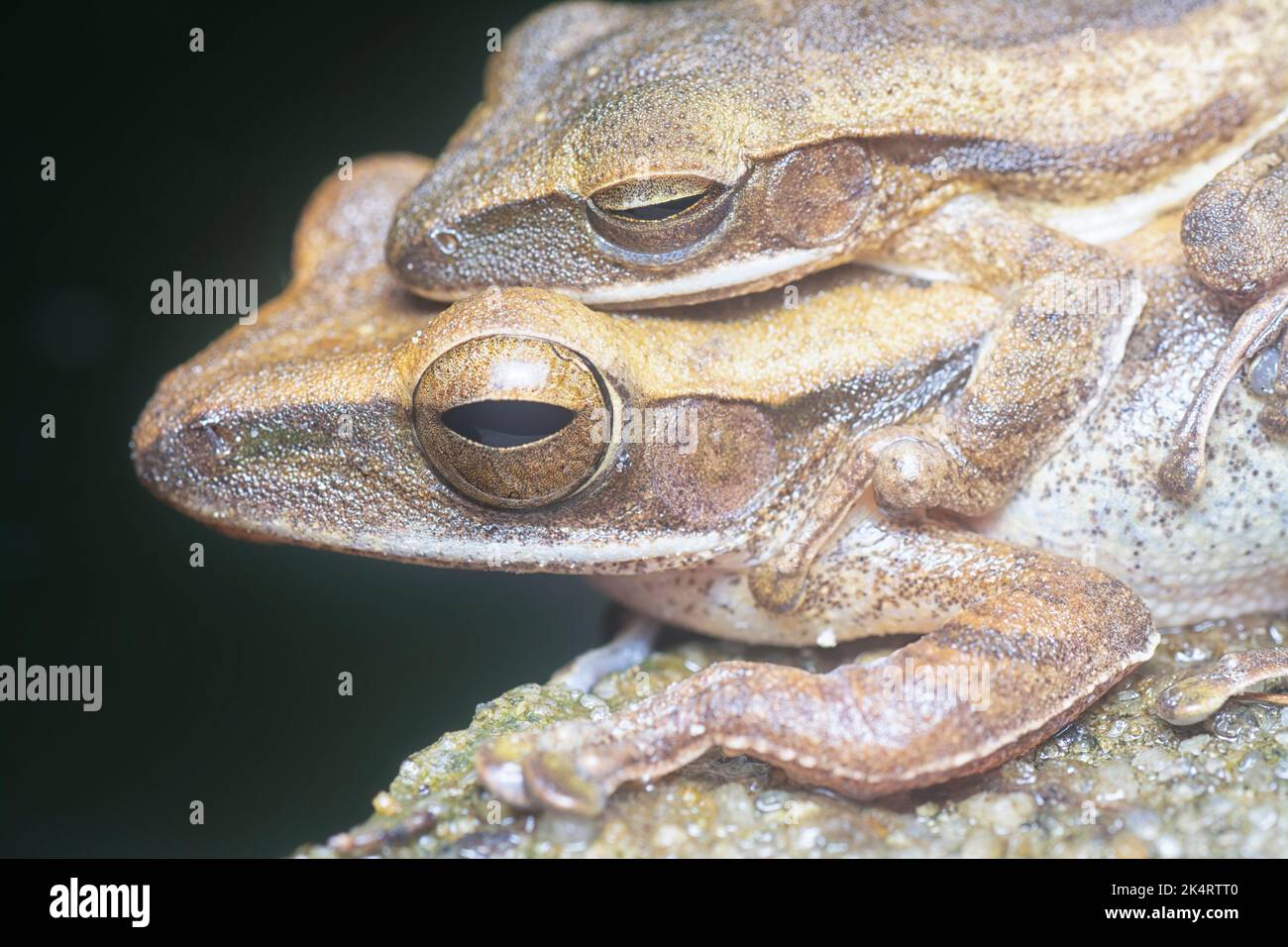 Two Frogs Rooting two common bush frogs clinging onto each other Stock Photo - Alamy