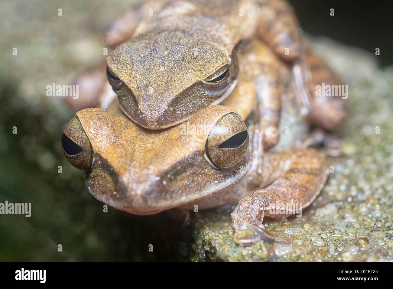 Two Frogs Rooting two common bush frogs clinging onto each other Stock Photo - Alamy