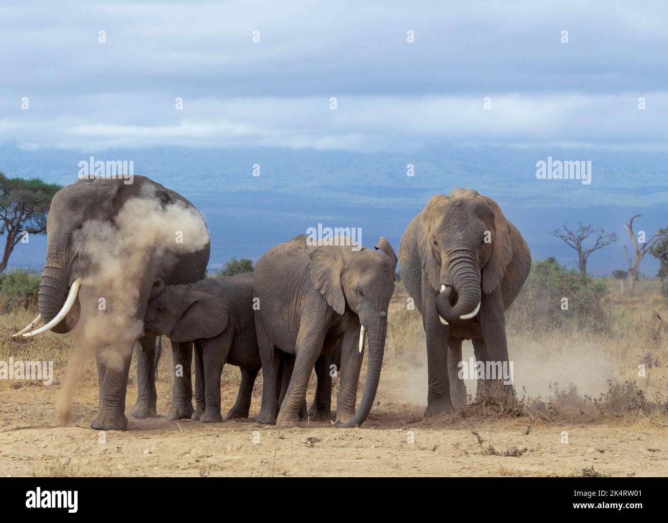 The elephants cover themselves in dust to cool down and protect from