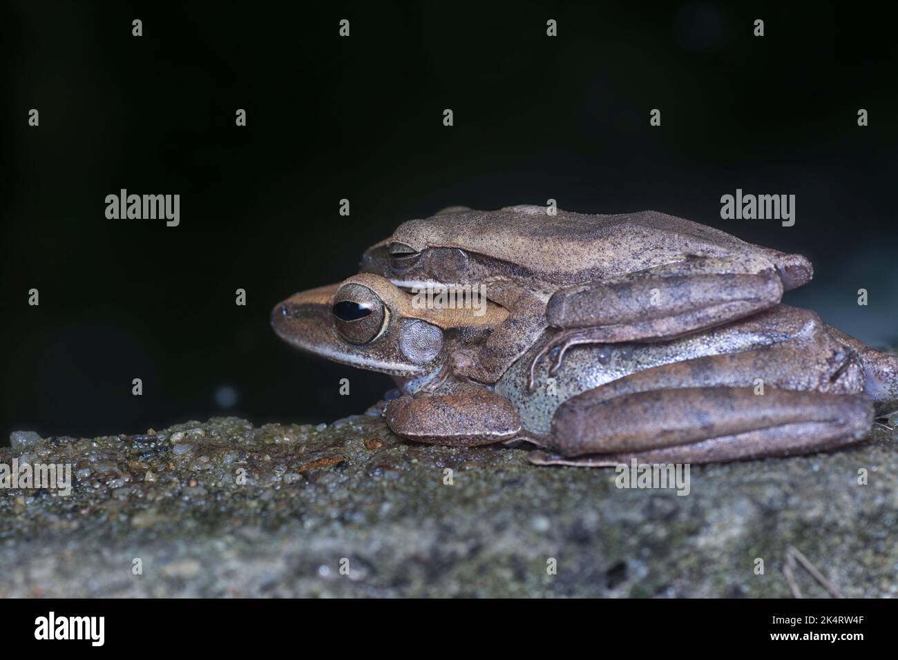 two common bush frogs clinging onto each other. Stock Photo