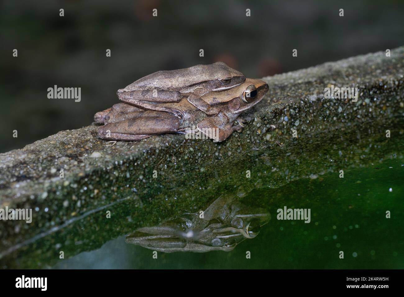 two common bush frogs clinging onto each other Stock Photo Alamy