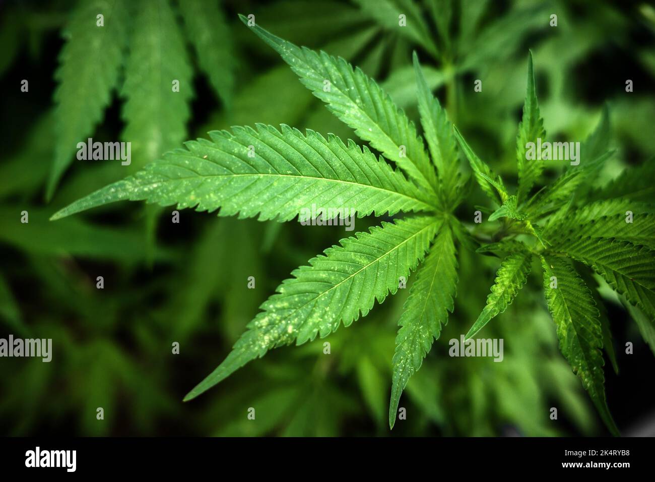 Medical marijuana. Background of cannabis leaves. A large amount of marijuana. Growing cannabis indoors. Stock Photo