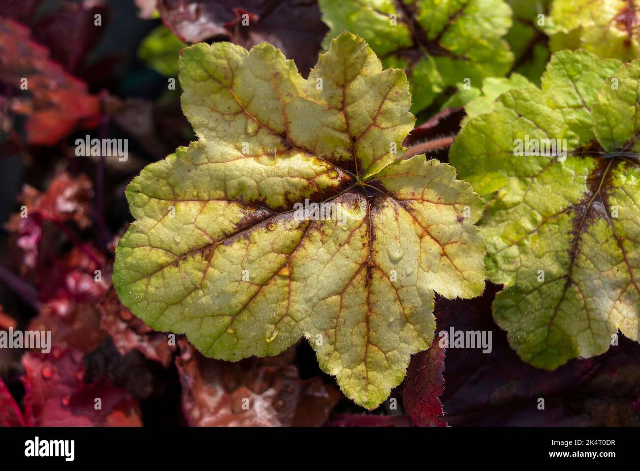 Heucherella 'Catching Fire' an herbaceous perennial foliage plant with