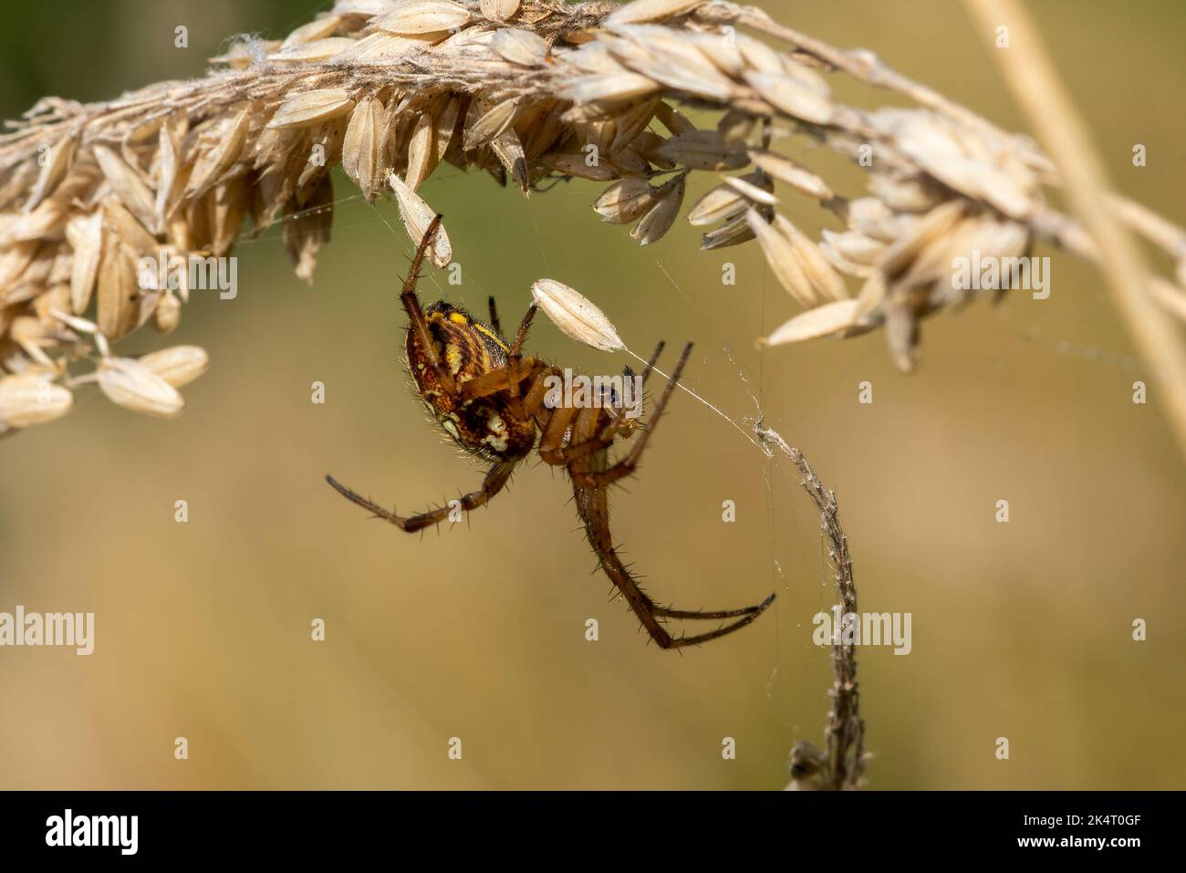 Bordered Orb Weaver (Neoscona adianta) spider a common garden and meadow insect, stock photo image Stock Photo