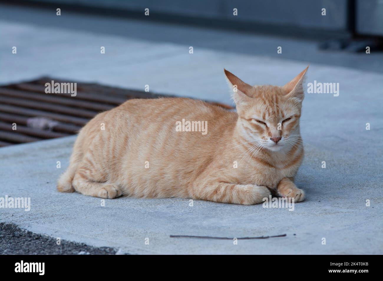 outdoor activity of stray cats Stock Photo Alamy