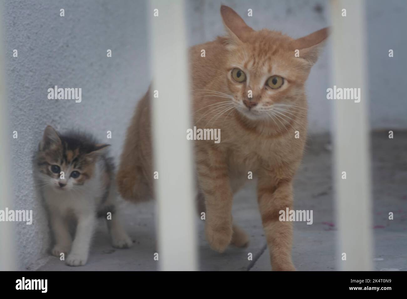 outdoor activity of stray cats Stock Photo Alamy