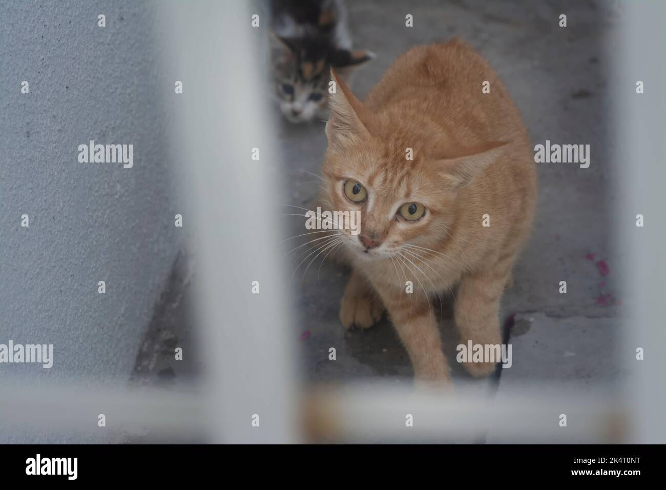 outdoor activity of stray cats Stock Photo Alamy