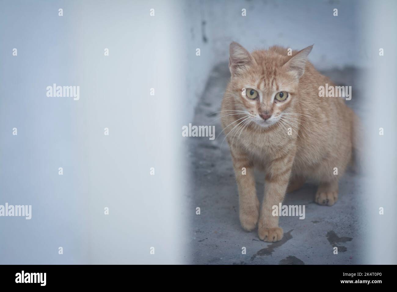 outdoor activity of stray cats Stock Photo Alamy