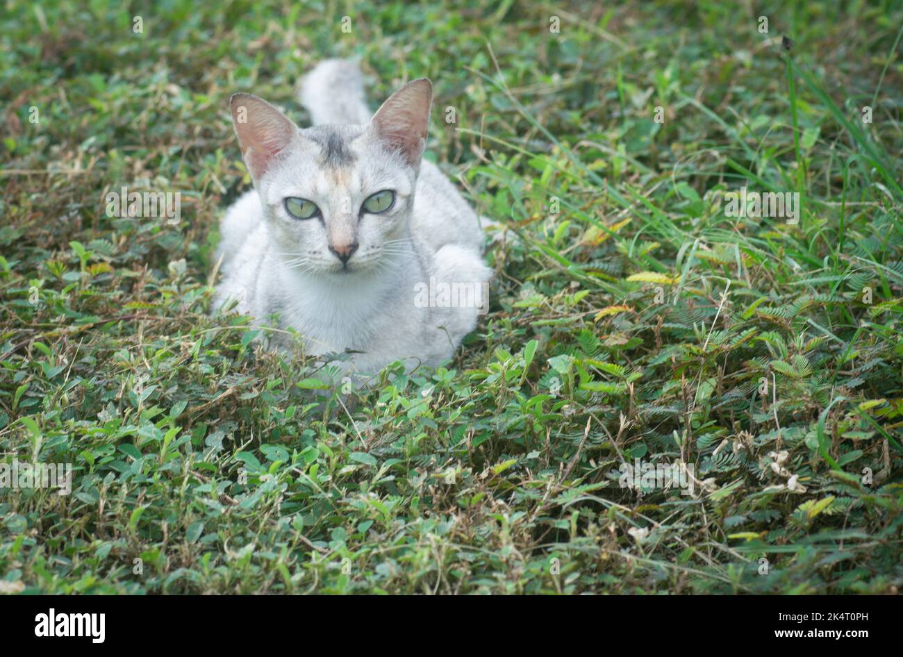 outdoor activity of stray cats Stock Photo Alamy