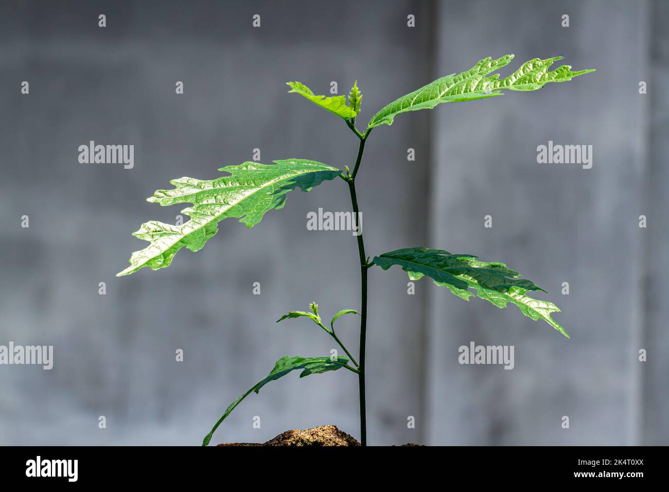 Euphorbiaceae plant that is uniquely shaped in green, isolated on a gray background Stock Photo