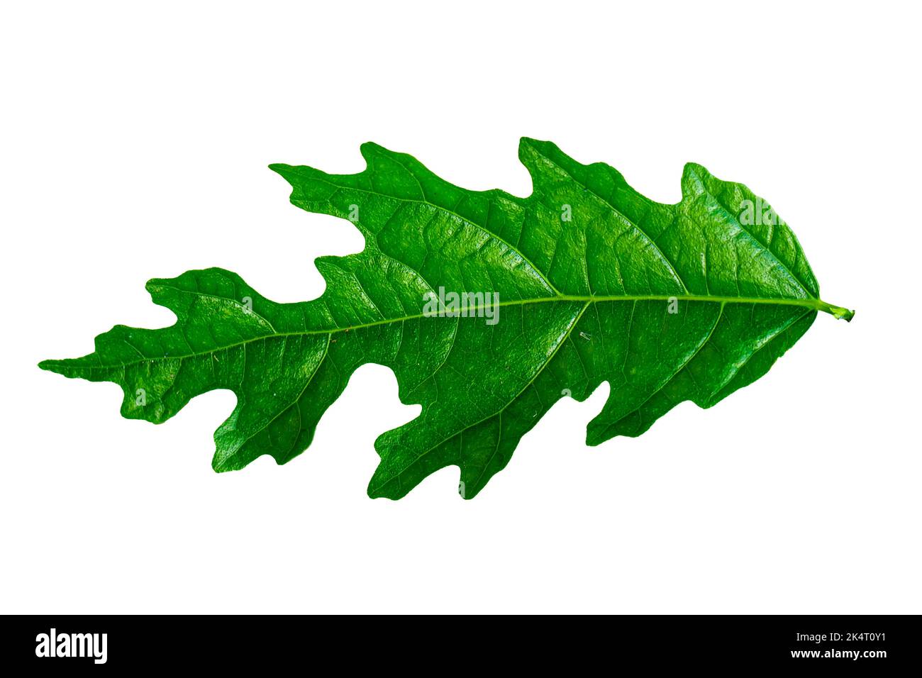 A leaf of a Euphorbiaceae plant that is uniquely shaped in green, isolated on a white background Stock Photo