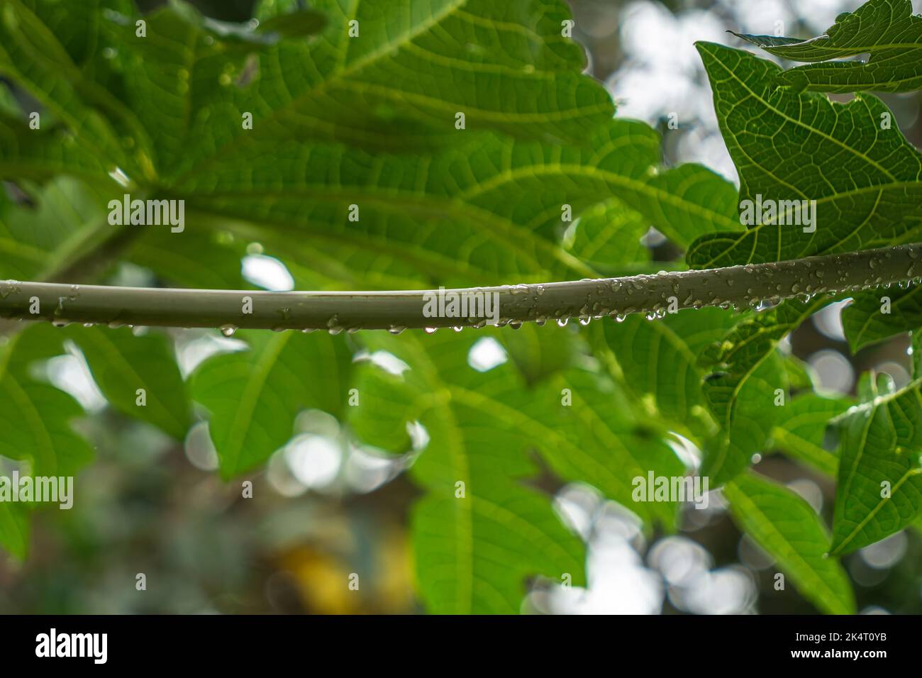 Papaya leaf stalks that are still wet with drops of morning dew on a sunny morning, have a blurry green foliage background Stock Photo