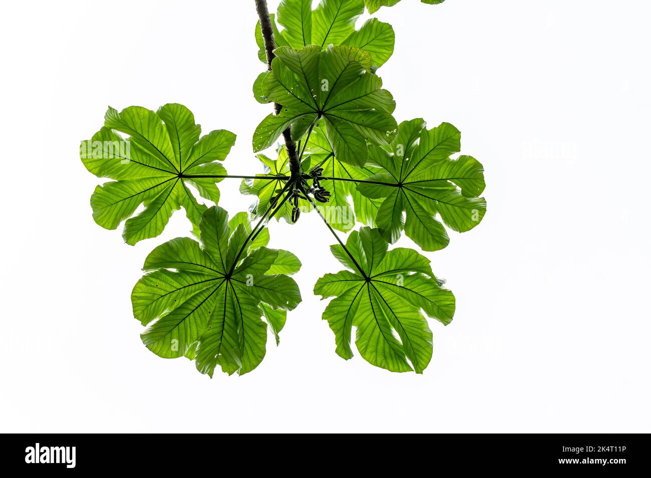 A branch of a Pumpwood plant whose leaves are finger-shaped and green, isolated on a bright white sky background Stock Photo