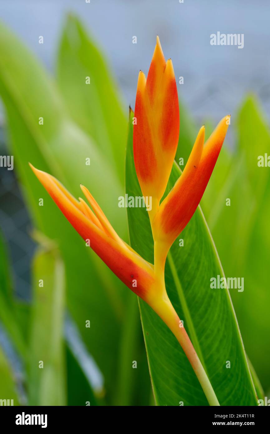 Red Canna Lily, Canna indica, bloom isolated in focus with out of focus light spots in the green background, Red canna lily in foliage. Stock Photo