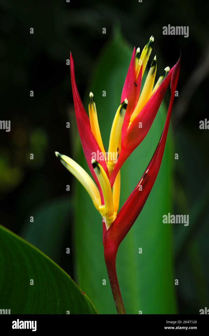 Red Canna Lily, Canna indica, bloom isolated in focus with out of focus light spots in the green background, Red canna lily in foliage. Stock Photo