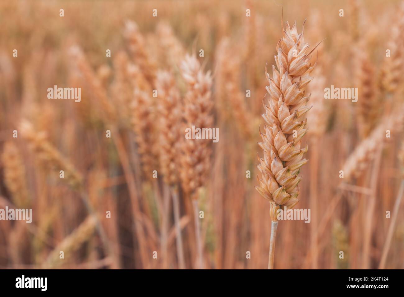 Ripe ear of wheat crop in cultivated agricultural field ready for harvest, selective focus Stock Photo