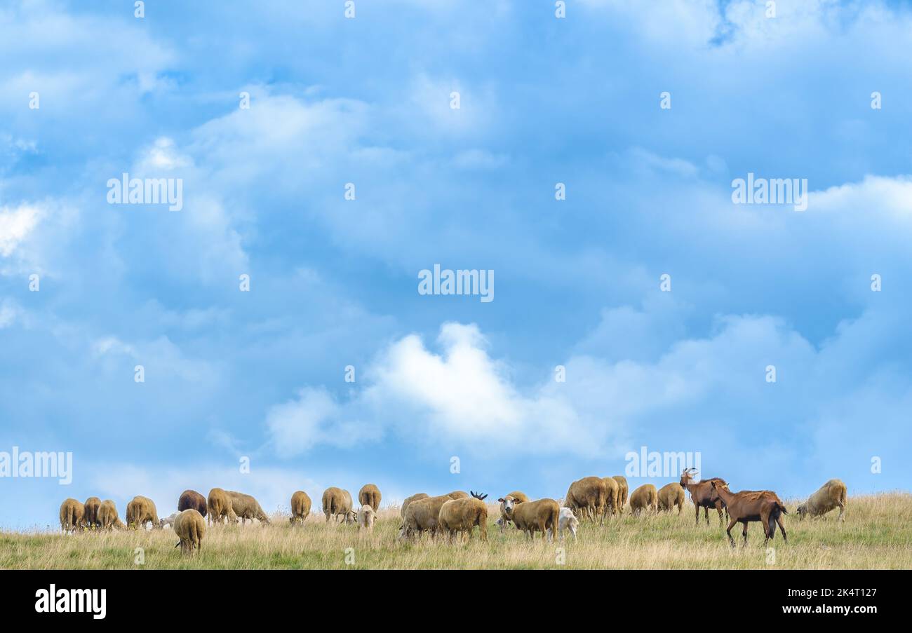 Flock of sheep grazing on hill in Zlatibor region, Serbia Stock Photo