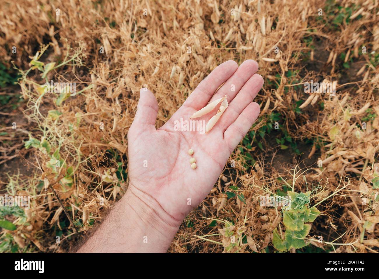 Farmer examining green pea pod, close up of hand pov image with selective focus Stock Photo