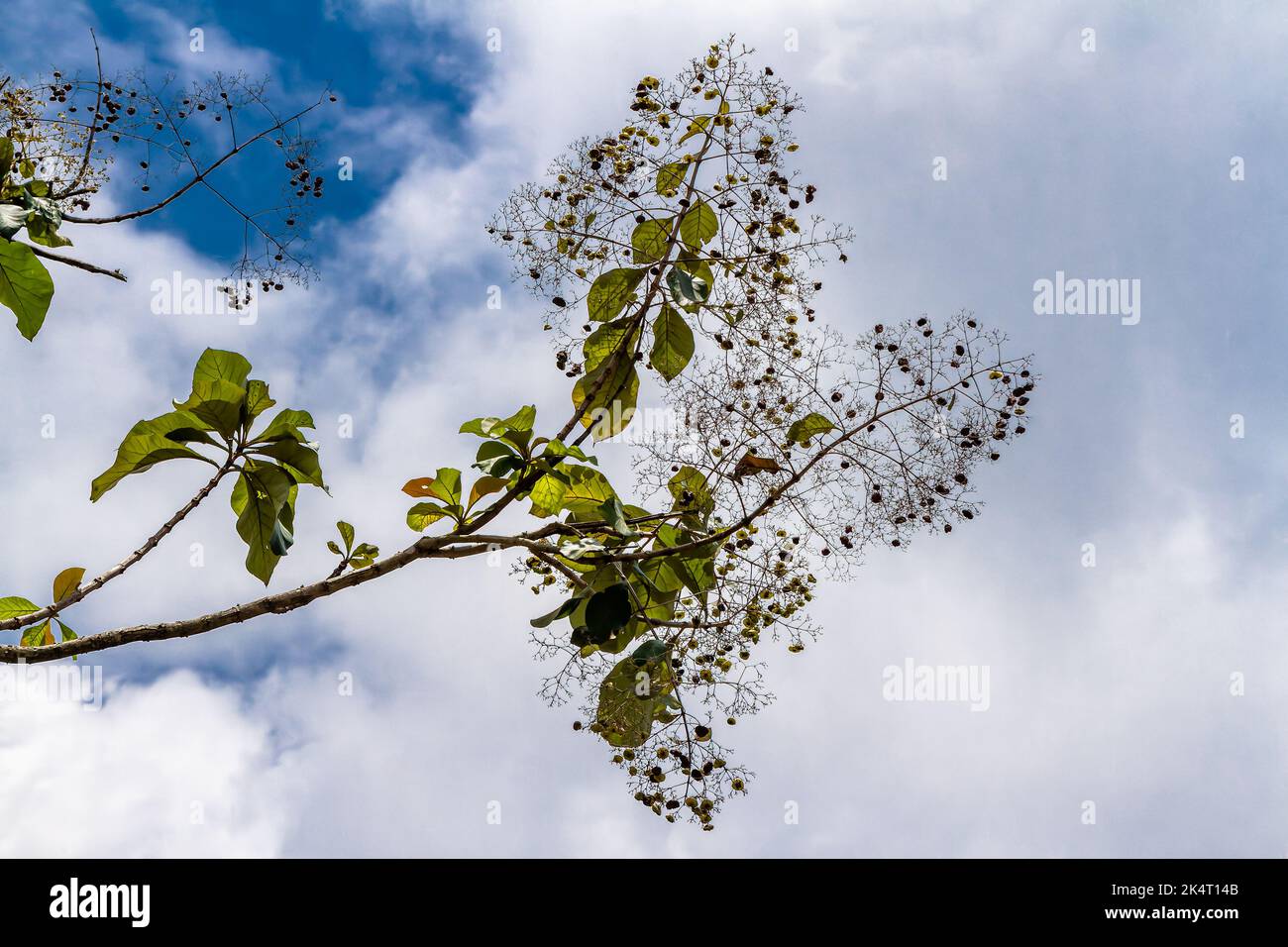 A sprig of a teak tree branch whose leaves are oval and green, isolated on a bright white sky background Stock Photo