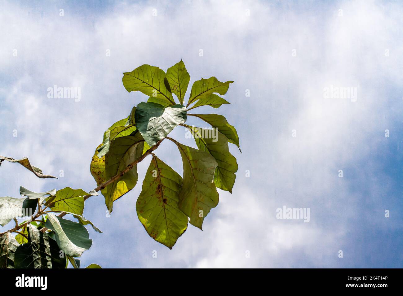 A sprig of a teak tree branch whose leaves are oval and green, isolated on a bright white sky background Stock Photo