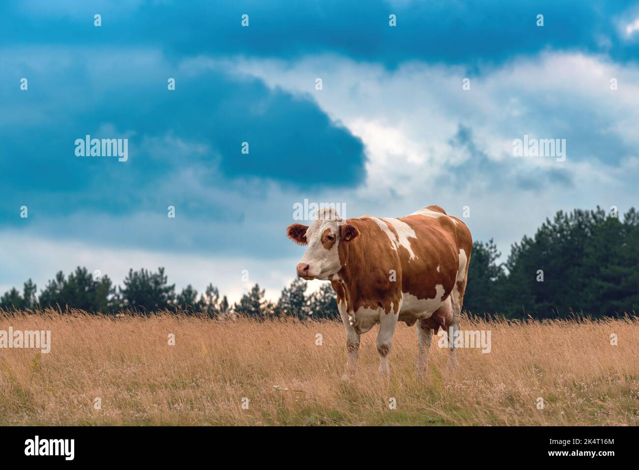 Free range dairy farm cow on Zlatibor pasture land grazing on grass in overcast summer sunset, selective focus Stock Photo