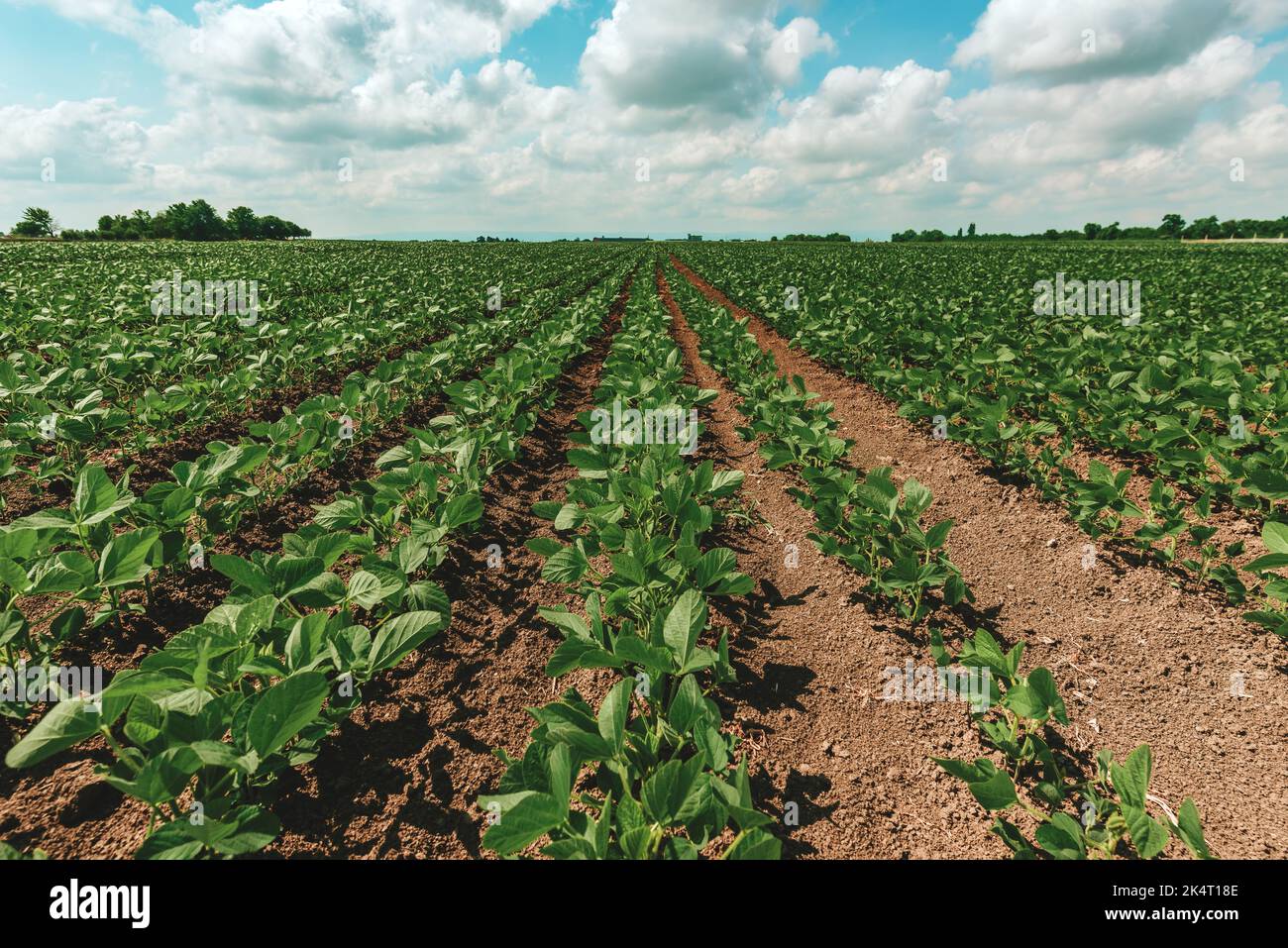 Young green soybean crop seedling plants in cultivated perfectly clean agricultural plantation field, selective focus Stock Photo